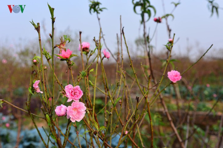 Peach blossoms bloom early in Nhat Tan flower village - ảnh 1